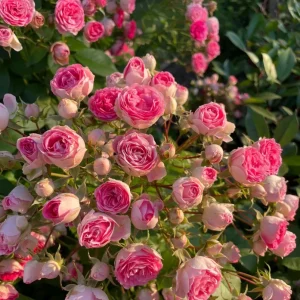 Rouge Climbing Rose Live Plant - Delicate Pink Flowers, 2-3m Tall - Image 6