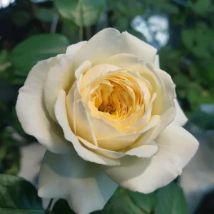 Royal Park Rose Live Plant - Fragrant Pink-Yellow Flowers, 100cm Tall - Image 1