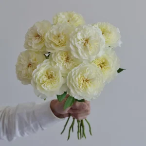 Royal Park Rose Live Plant - Fragrant Pink-Yellow Flowers, 100cm Tall - Image 2