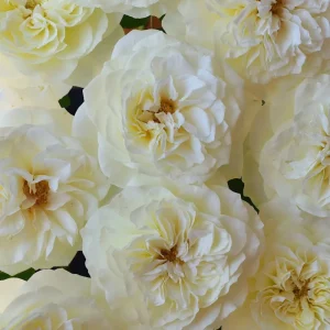 Royal Park Rose Live Plant - Fragrant Pink-Yellow Flowers, 100cm Tall - Image 3