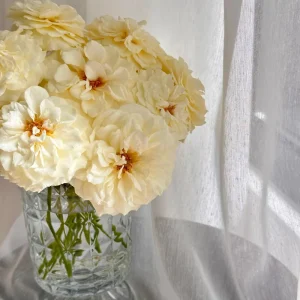 Royal Park Rose Live Plant - Fragrant Pink-Yellow Flowers, 100cm Tall - Image 4