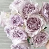 Saphiret Rose Live Plant - Pinkish-White Double Petal, 80-120 cm Tall - Image 1