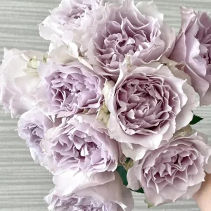 Saphiret Rose Live Plant - Pinkish-White Double Petal, 80-120 cm Tall - Image 1
