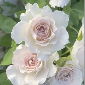 Saphiret Rose Live Plant - Pinkish-White Double Petal, 80-120 cm Tall - Image 2