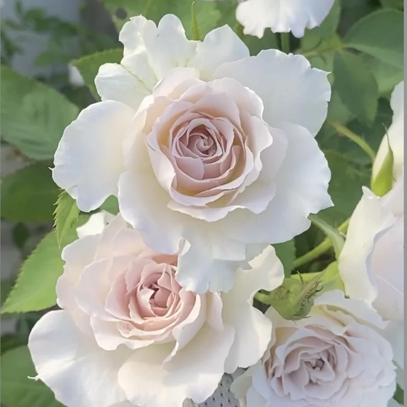 Saphiret Rose Live Plant - Pinkish-White Double Petal, 80-120 cm Tall - Image 2