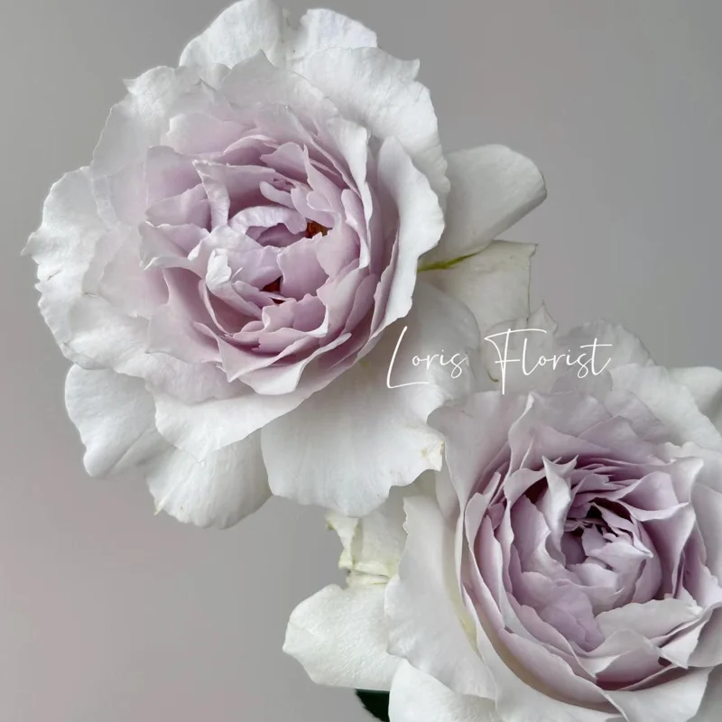 Saphiret Rose Live Plant - Pinkish-White Double Petal, 80-120 cm Tall - Image 3