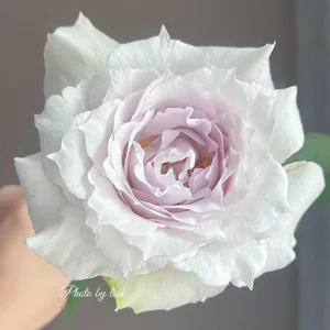 Saphiret Rose Live Plant - Pinkish-White Double Petal, 80-120 cm Tall - Image 4