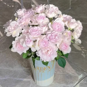 Saphiret Rose Live Plant - Pinkish-White Double Petal, 80-120 cm Tall - Image 5