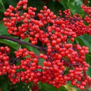 Scarlet Elderberry Live Plant - American Elderberry Bush - Red Sambucus - 5-8