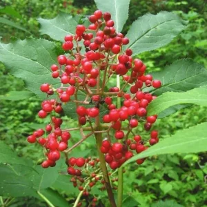 Scarlet Elderberry Live Plant - American Elderberry Bush - Red Sambucus - 5-8