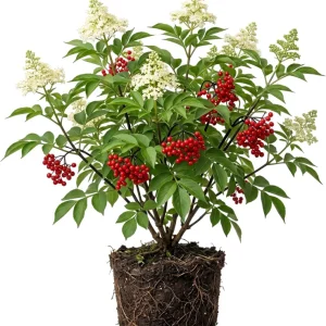 Scarlet Elderberry Live Plant - American Elderberry Bush - Red Sambucus - 5-8" Tall in 4" Pot - Image 1