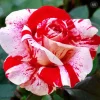 Scentimental Bare Root Rose Plant - Fragrant Striped Blooms - Image 1