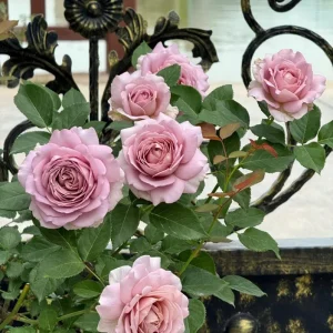 Sharitetowa Rose Live Plant - Beige, Brown, Gray-Purple Flowers, 80-100cm Tall - Image 2