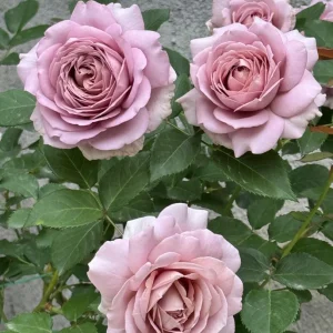 Sharitetowa Rose Live Plant - Beige, Brown, Gray-Purple Flowers, 80-100cm Tall - Image 3