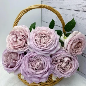 Sharitetowa Rose Live Plant - Beige, Brown, Gray-Purple Flowers, 80-100cm Tall - Image 4