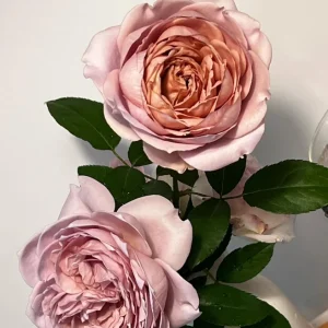 Sharitetowa Rose Live Plant - Beige, Brown, Gray-Purple Flowers, 80-100cm Tall - Image 5