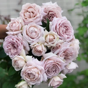 Sharitetowa Rose Live Plant - Beige, Brown, Gray-Purple Flowers, 80-100cm Tall - Image 6