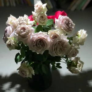 Sharitetowa Rose Live Plant - Beige, Brown, Gray-Purple Flowers, 80-100cm Tall - Image 7