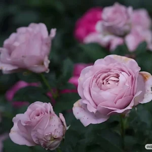 Sharitetowa Rose Live Plant - Beige, Brown, Gray-Purple Flowers, 80-100cm Tall - Image 8