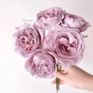 Sharitetowa Rose Live Plant - Beige, Brown, Gray-Purple Flowers, 80-100cm Tall - Image 1