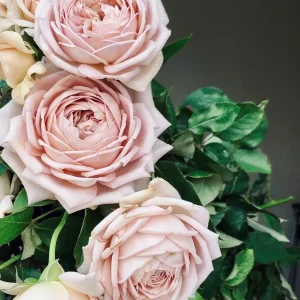 Sharitetowa Rose Live Plant - Beige, Brown, Gray-Purple Flowers, 80-100cm Tall - Image 9
