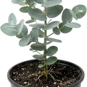 Silver Dollar Eucalyptus Live Plant, Fragrant, 6-10" Tall, 5" Pot, Indoor/Outdoor - Image 2