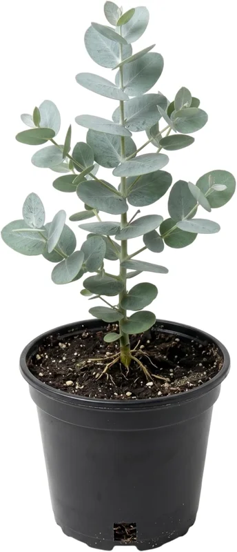 Silver Dollar Eucalyptus Live Plant, Fragrant, 6-10" Tall, 5" Pot, Indoor/Outdoor - Image 2