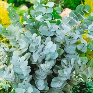 Silver Dollar Eucalyptus Live Plant, Fragrant, 6-10