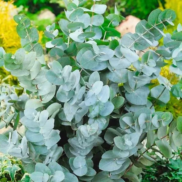 Silver Dollar Eucalyptus Live Plant, Fragrant, 6-10" Tall, 5" Pot, Indoor/Outdoor - Image 3