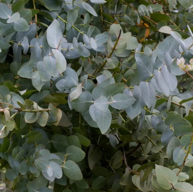 Silver Dollar Eucalyptus Live Plant, Fragrant, 6-10" Tall, 5" Pot, Indoor/Outdoor - Image 4