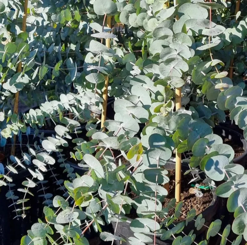 Silver Dollar Eucalyptus Live Plant, Fragrant, 6-10" Tall, 5" Pot, Indoor/Outdoor - Image 5