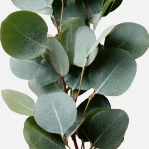 Silver Dollar Eucalyptus Live Plant, Fragrant, 6-10