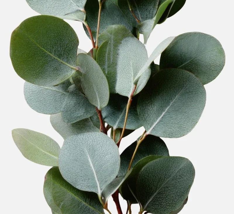 Silver Dollar Eucalyptus Live Plant, Fragrant, 6-10" Tall, 5" Pot, Indoor/Outdoor - Image 6