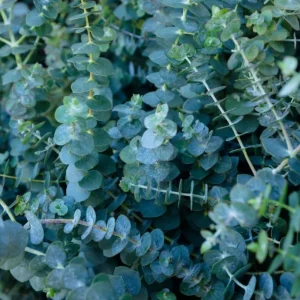 Silver Dollar Eucalyptus Live Plant, Fragrant, 6-10
