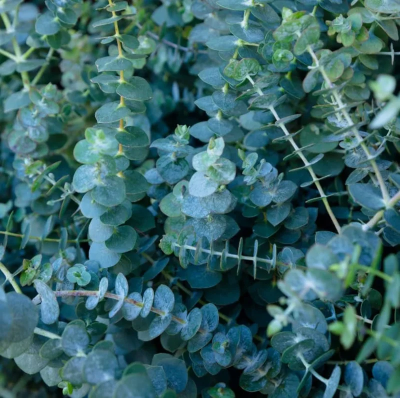 Silver Dollar Eucalyptus Live Plant, Fragrant, 6-10" Tall, 5" Pot, Indoor/Outdoor - Image 7