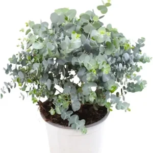 Silver Dollar Eucalyptus Live Plant, Fragrant, 6-10" Tall, 5" Pot, Indoor/Outdoor - Image 1