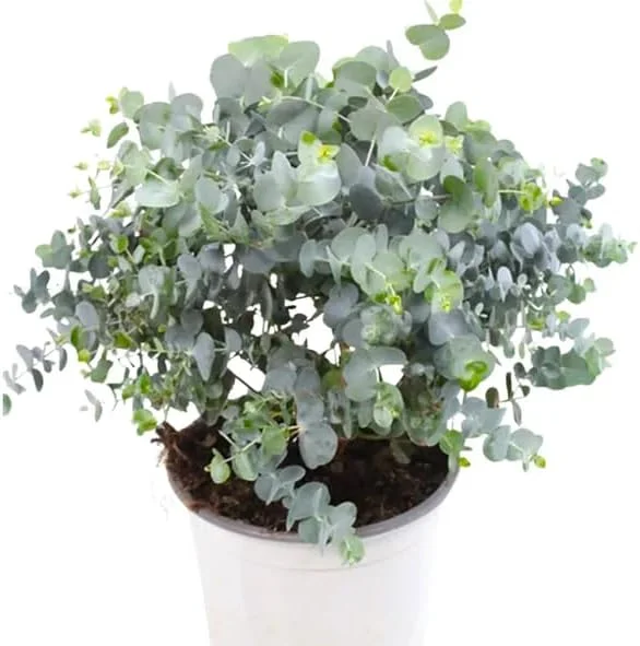 Silver Dollar Eucalyptus Live Plant, Fragrant, 6-10" Tall, 5" Pot, Indoor/Outdoor - Image 1