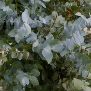 Silver Dollar Eucalyptus Live Plant, Ornamental Tree, Fragrant, 4-6" Tall, 2" Pot - Image 2