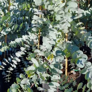 Silver Dollar Eucalyptus Live Plant, Ornamental Tree, Fragrant, 4-6