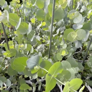 Silver Dollar Eucalyptus Live Plant, Ornamental Tree, Fragrant, 4-6