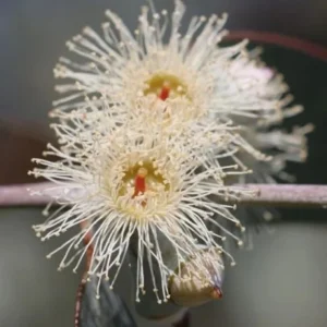 Silver Dollar Eucalyptus Live Plant, Ornamental Tree, Fragrant, 4-6