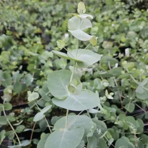 Silver Dollar Eucalyptus Live Plant, Ornamental Tree, Fragrant, 4-6