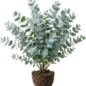 Silver Dollar Eucalyptus Live Plant, Ornamental Tree, Fragrant, 4-6" Tall, 2" Pot - Image 1