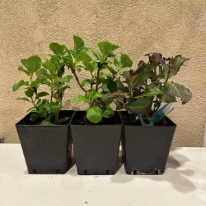 Smooth Hydrangea Live Plant – 1 Gallon Pot – Outdoor Shrub - Image 10