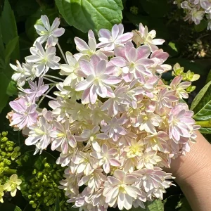 Smooth Hydrangea Live Plant – 1 Gallon Pot – Outdoor Shrub - Image 2