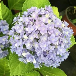 Smooth Hydrangea Live Plant – 1 Gallon Pot – Outdoor Shrub - Image 3