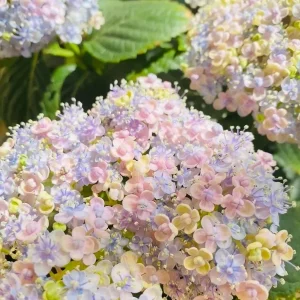 Smooth Hydrangea Live Plant – 1 Gallon Pot – Outdoor Shrub - Image 4