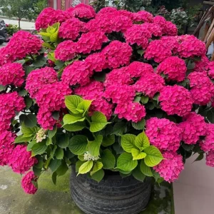 Smooth Hydrangea Live Plant – 1 Gallon Pot – Outdoor Shrub - Image 5