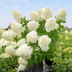 Smooth Hydrangea Live Plant – 1 Gallon Pot – Outdoor Shrub - Image 6