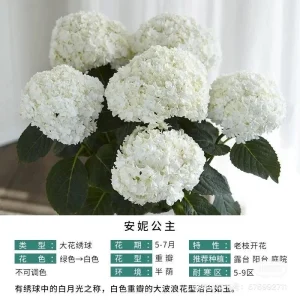 Smooth Hydrangea Live Plant – 1 Gallon Pot – Outdoor Shrub - Image 7